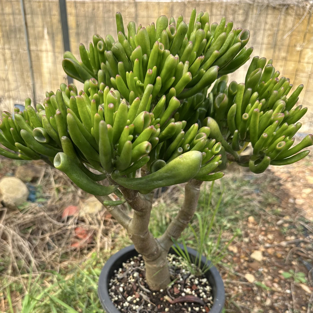 旧盆肉景天花盆绿植 透气简约耐用萌宠肉肉新手好养