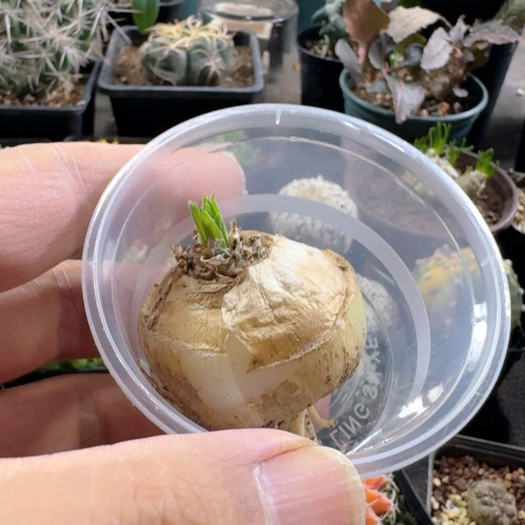 乔***峰632宽叶弹簧草脱土发货