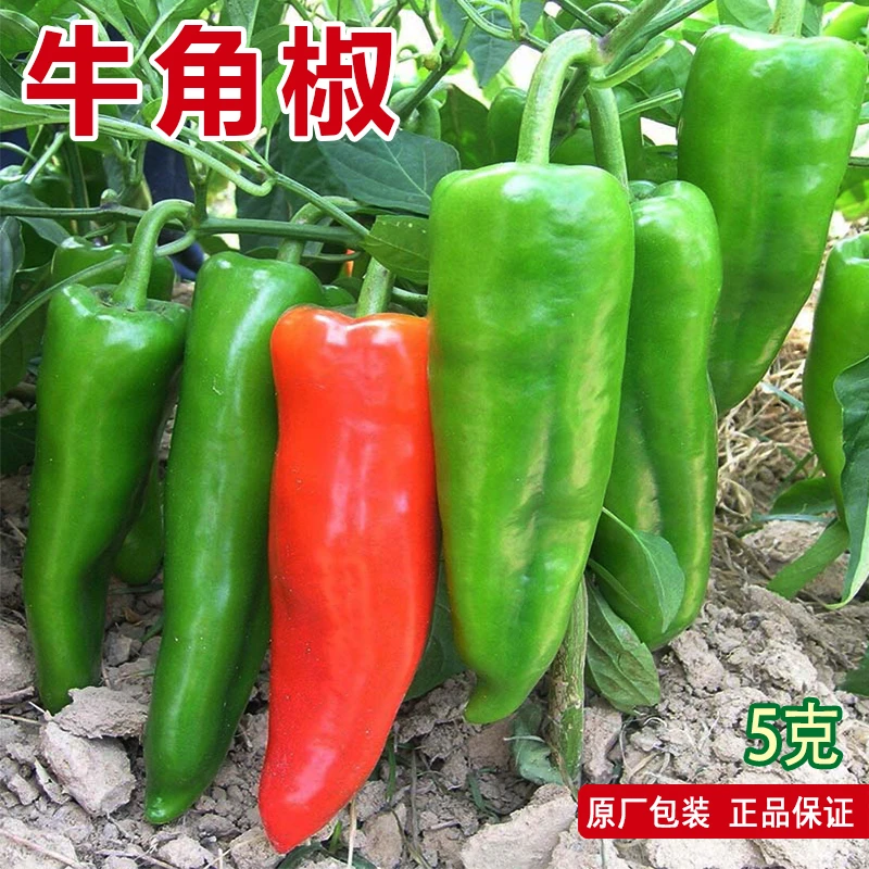 牛角椒种子辣味适中羊角椒种子尖辣椒种籽青椒肉厚全国春秋播种