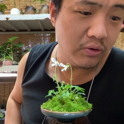 红陶春**妈一物一拍所见即所得79