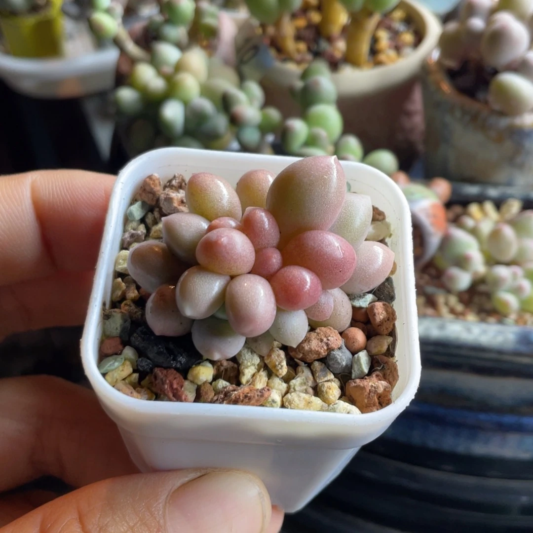 红斑汉堡群4头多肉植物