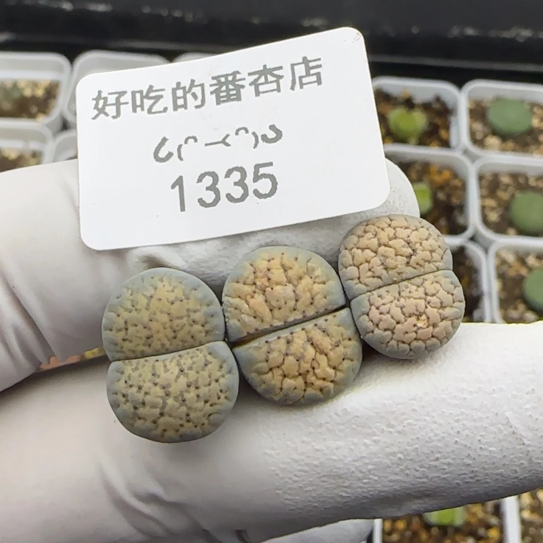 1335。德州玫瑰。。。。。。。