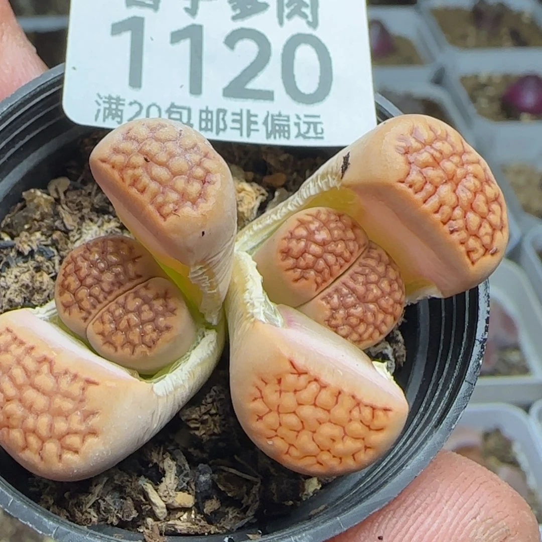 带盆土。    巴黎。