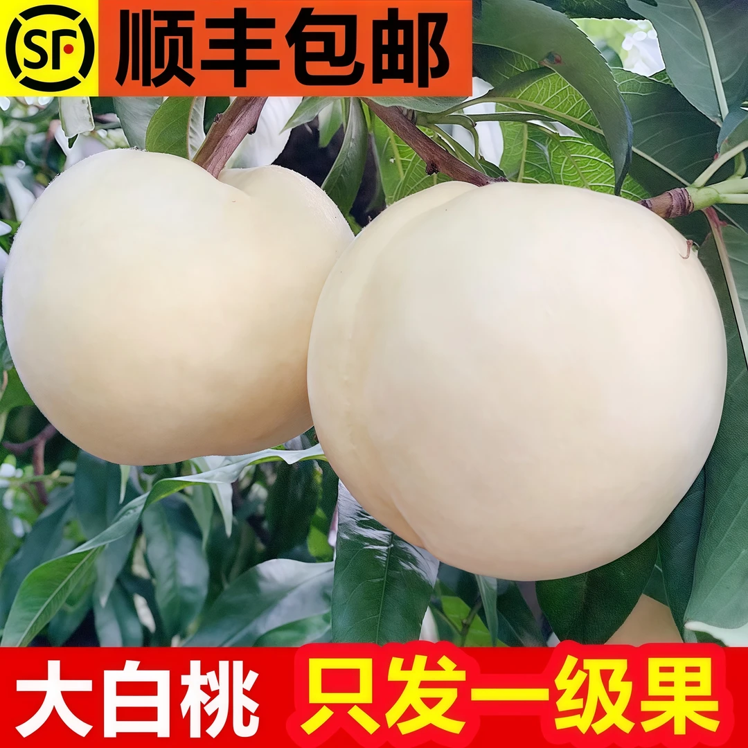 正宗山东蒙阴白桃应季脆甜多汁水蜜桃新鲜水果桃子水果当季热卖