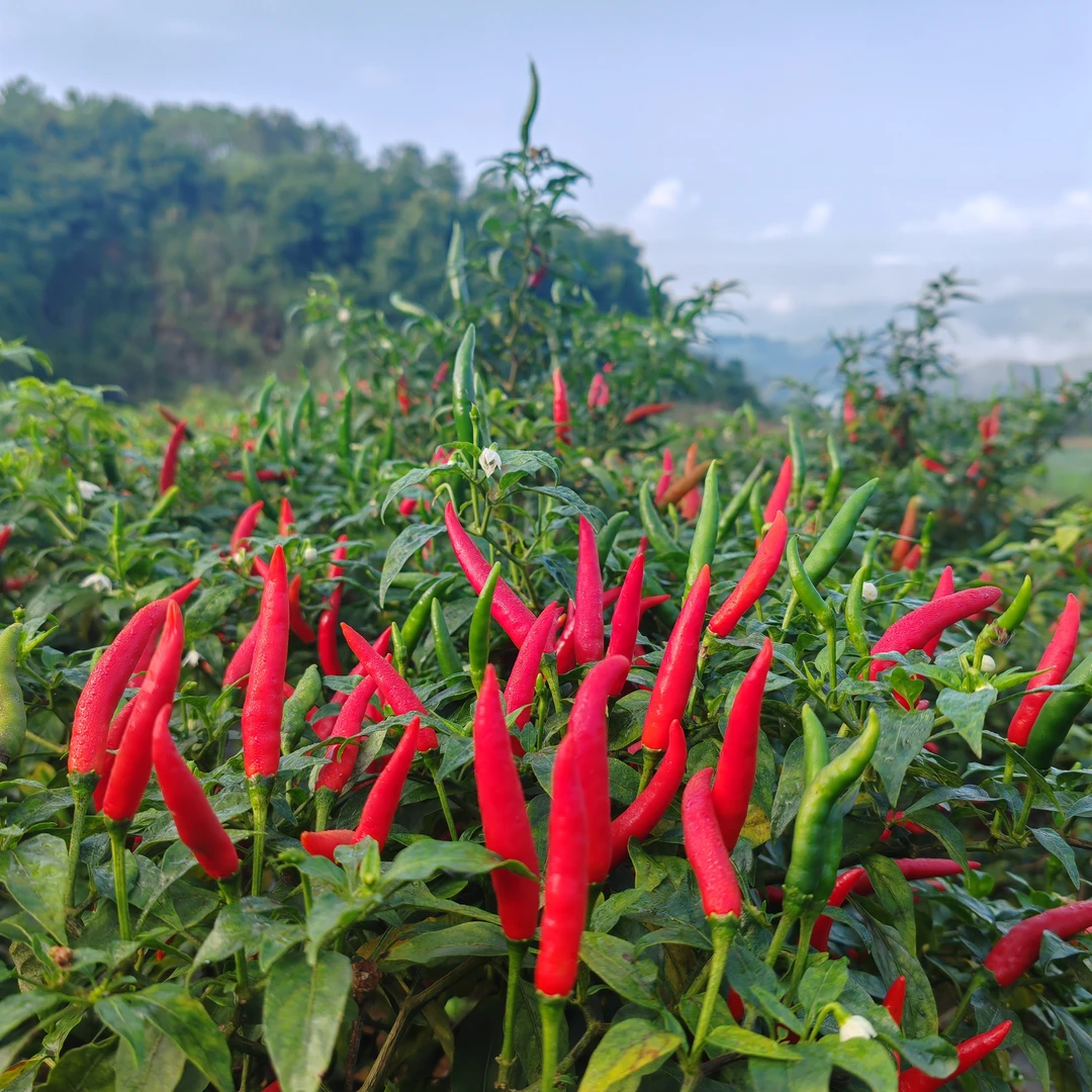 云南高品质朝天椒