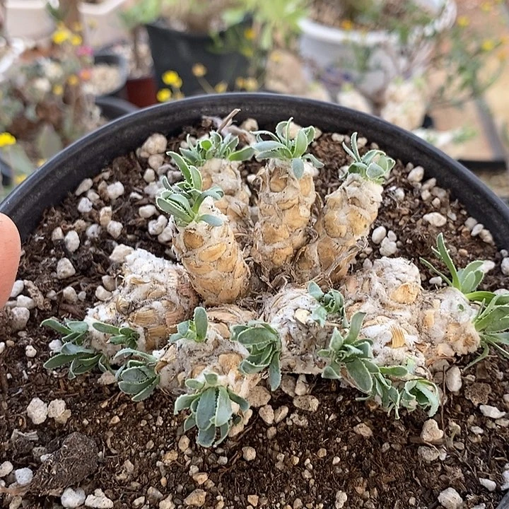 876苏铁刨花杂带盆一一一一