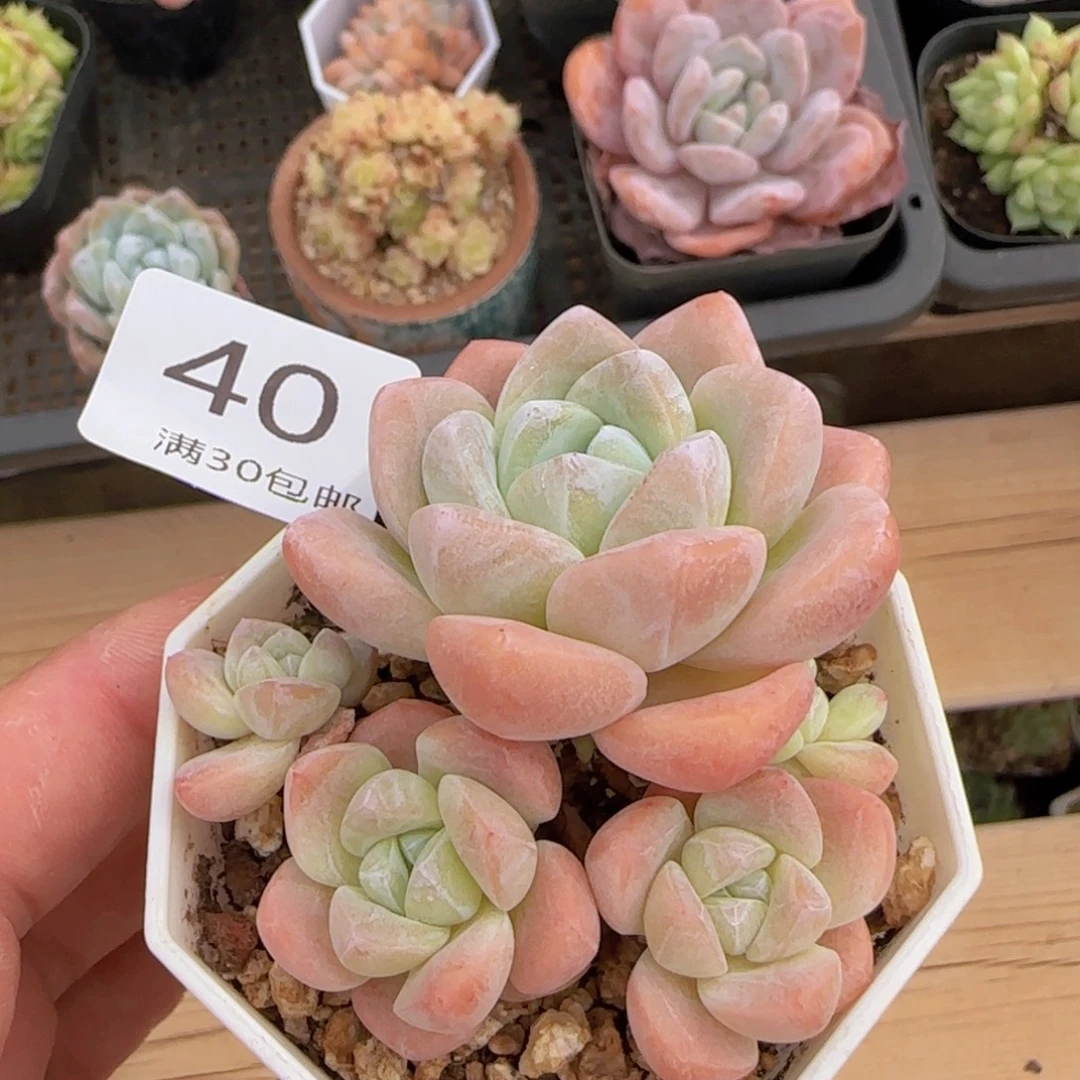 五头冰玉一颗脱土