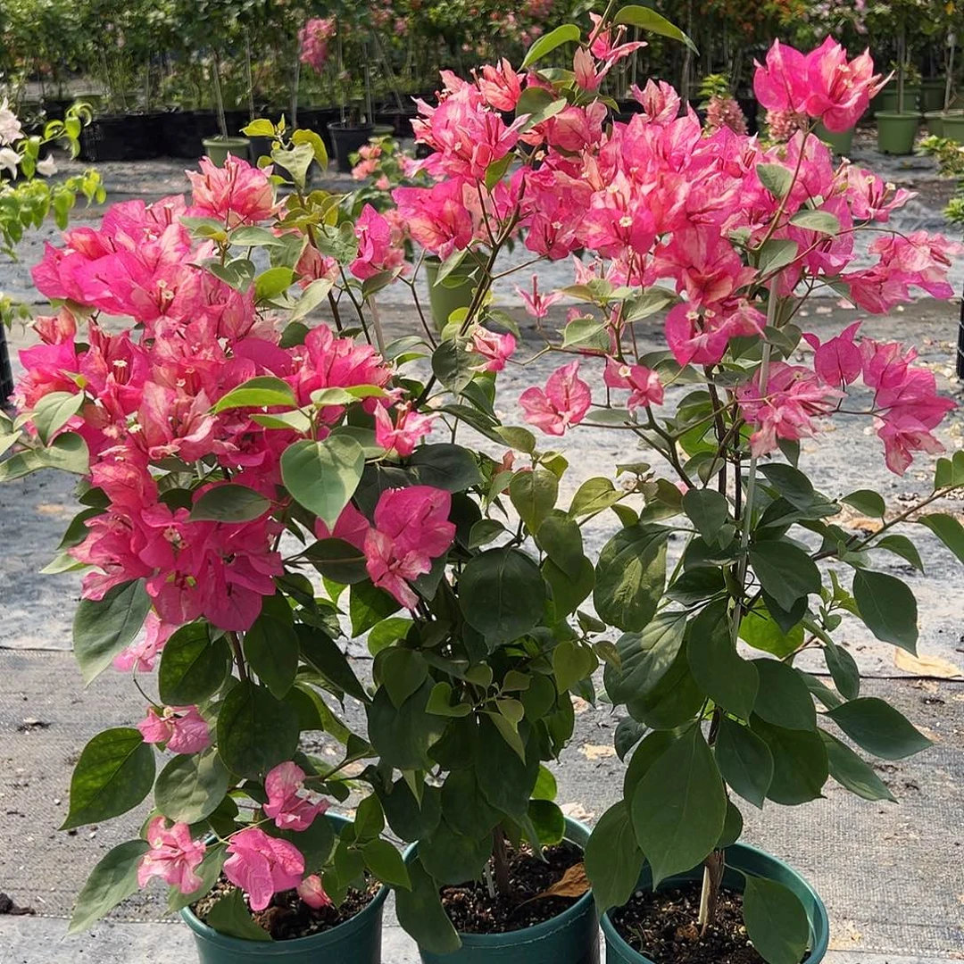 大部分开放少量花苞阿朱娜一颗