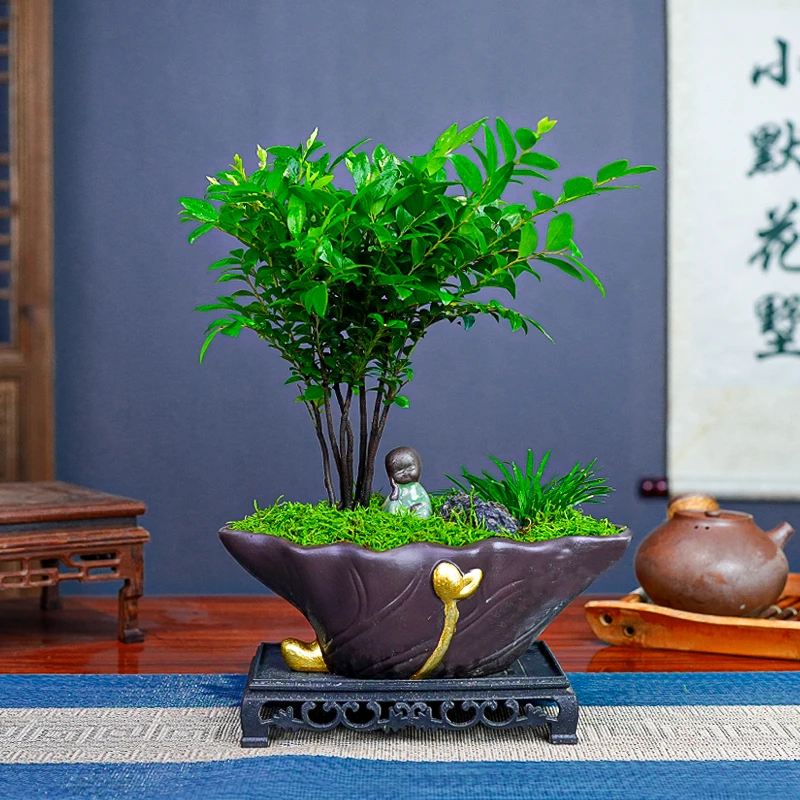 丛林老桩黑檀木盆景盆栽东方美学中式意境室内客厅办公室好养易活