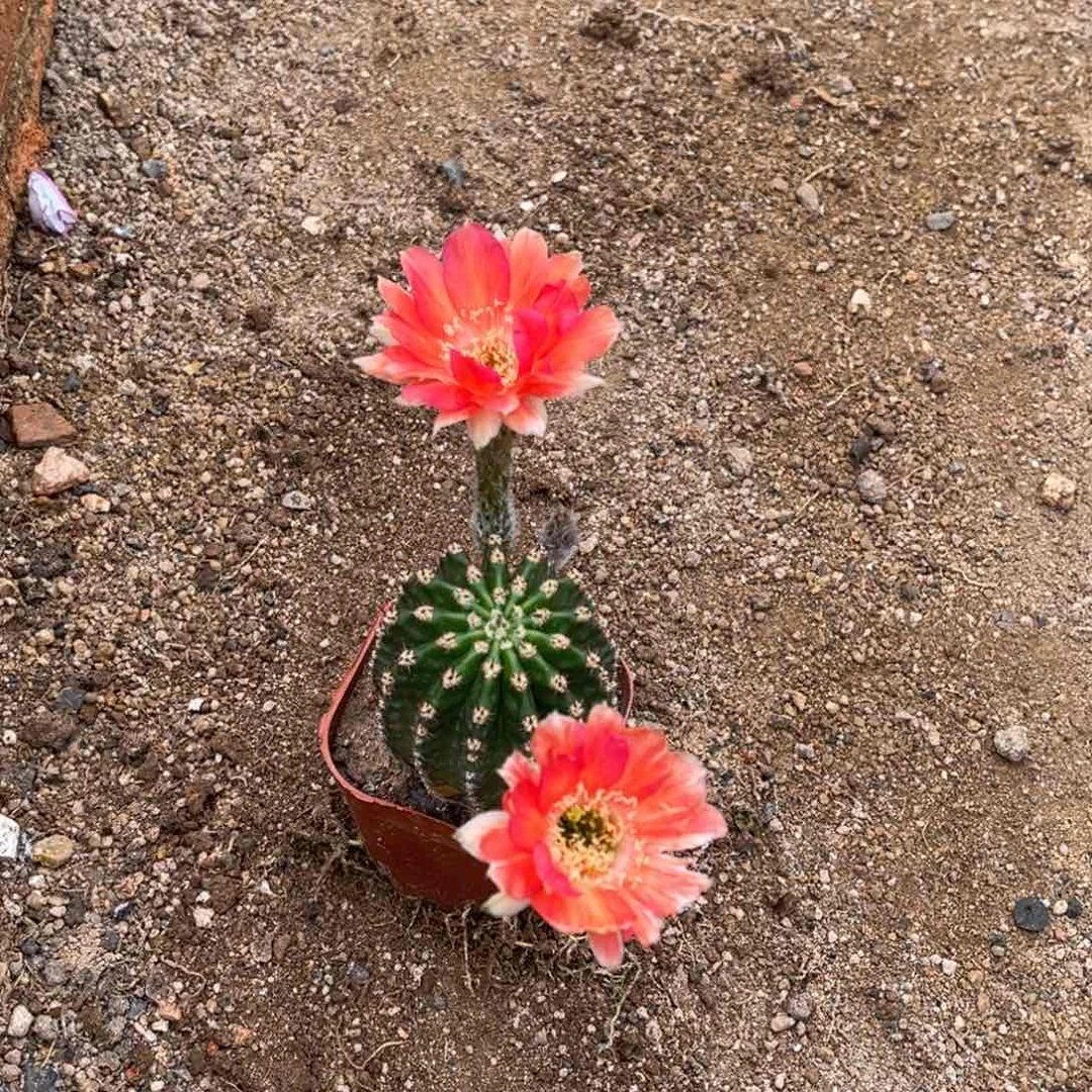 清****)实生黑金刚仙人球