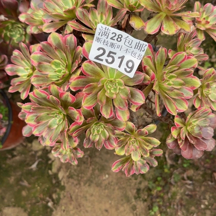 2519粉钻多肉植物