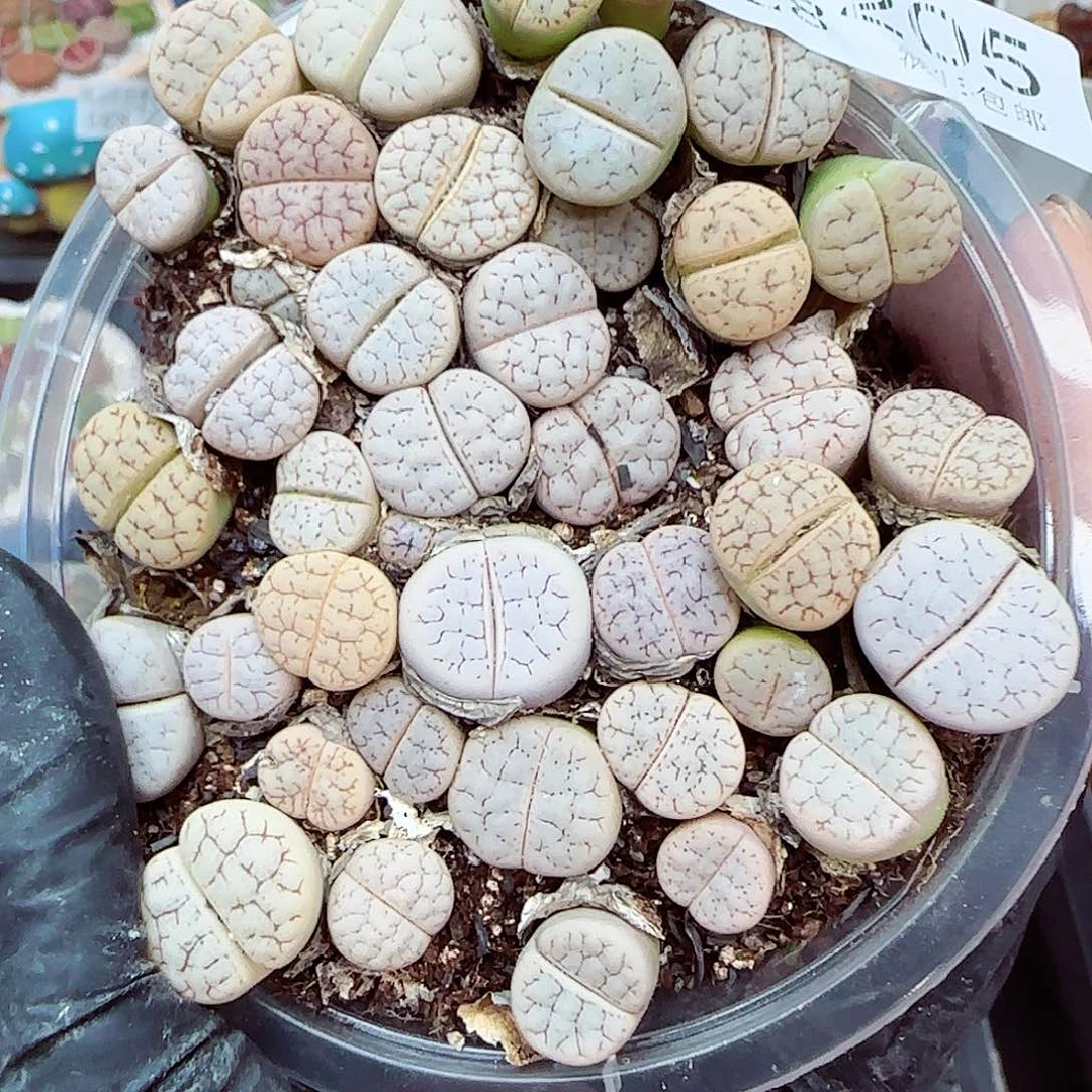 生石花满18包邮0928-205
