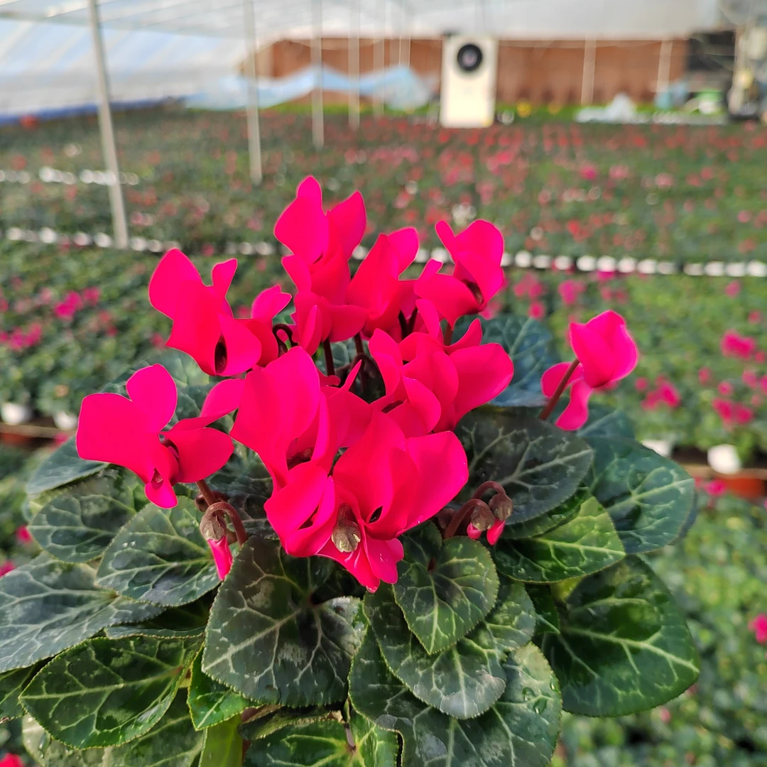 迷你仙客来，12厘米盆径，申士兒红