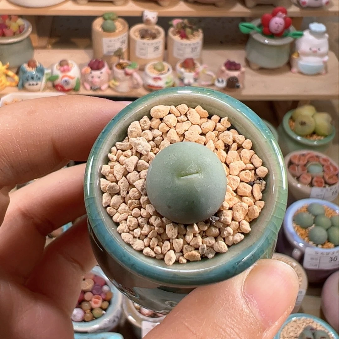 多肉植物43号鸽子蛋