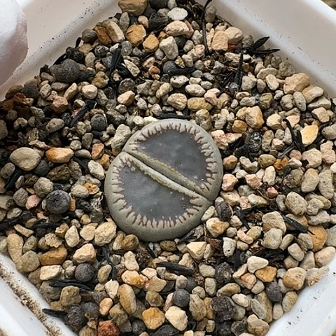 3194，窗54净窗母本带盆