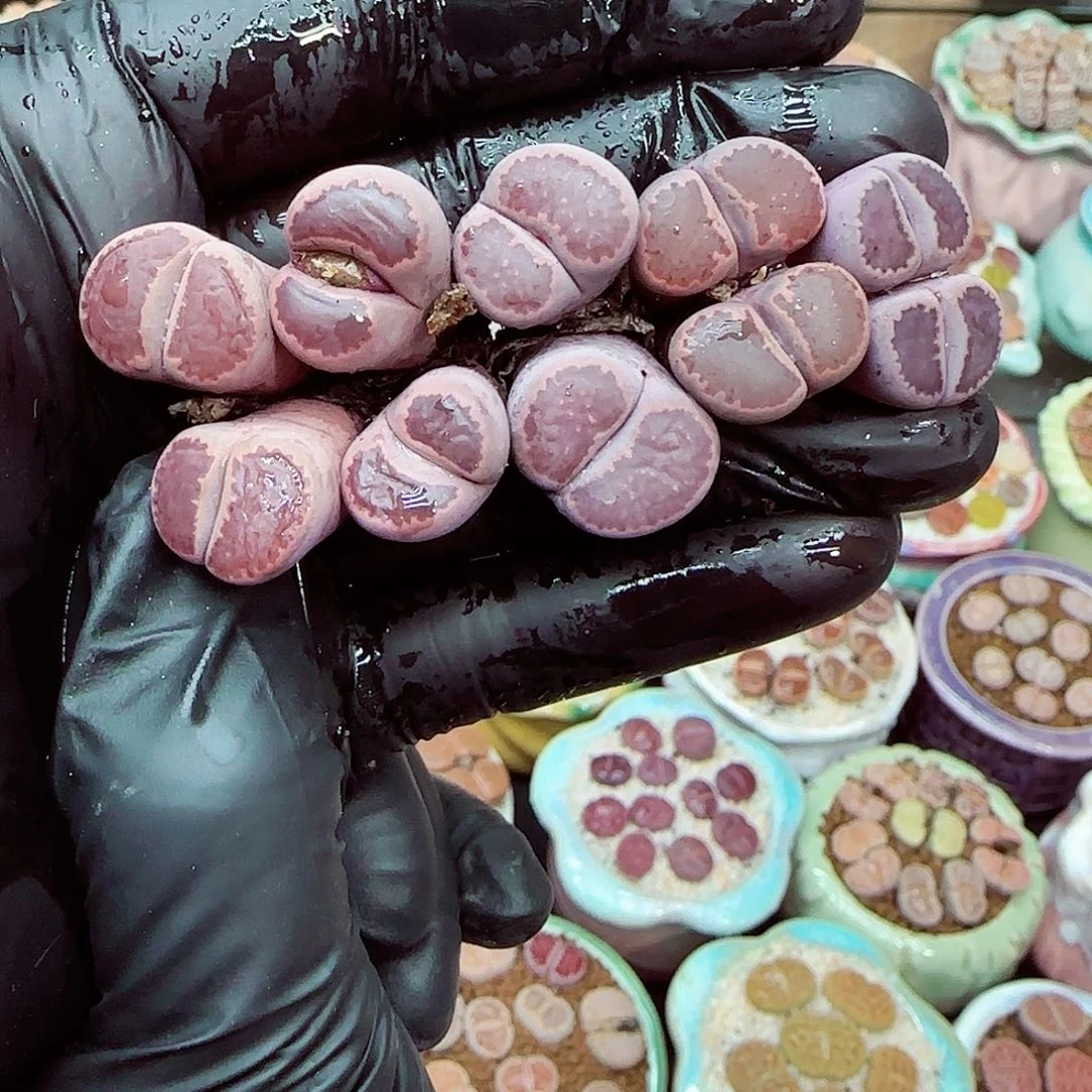 生石花满18包邮1219-23