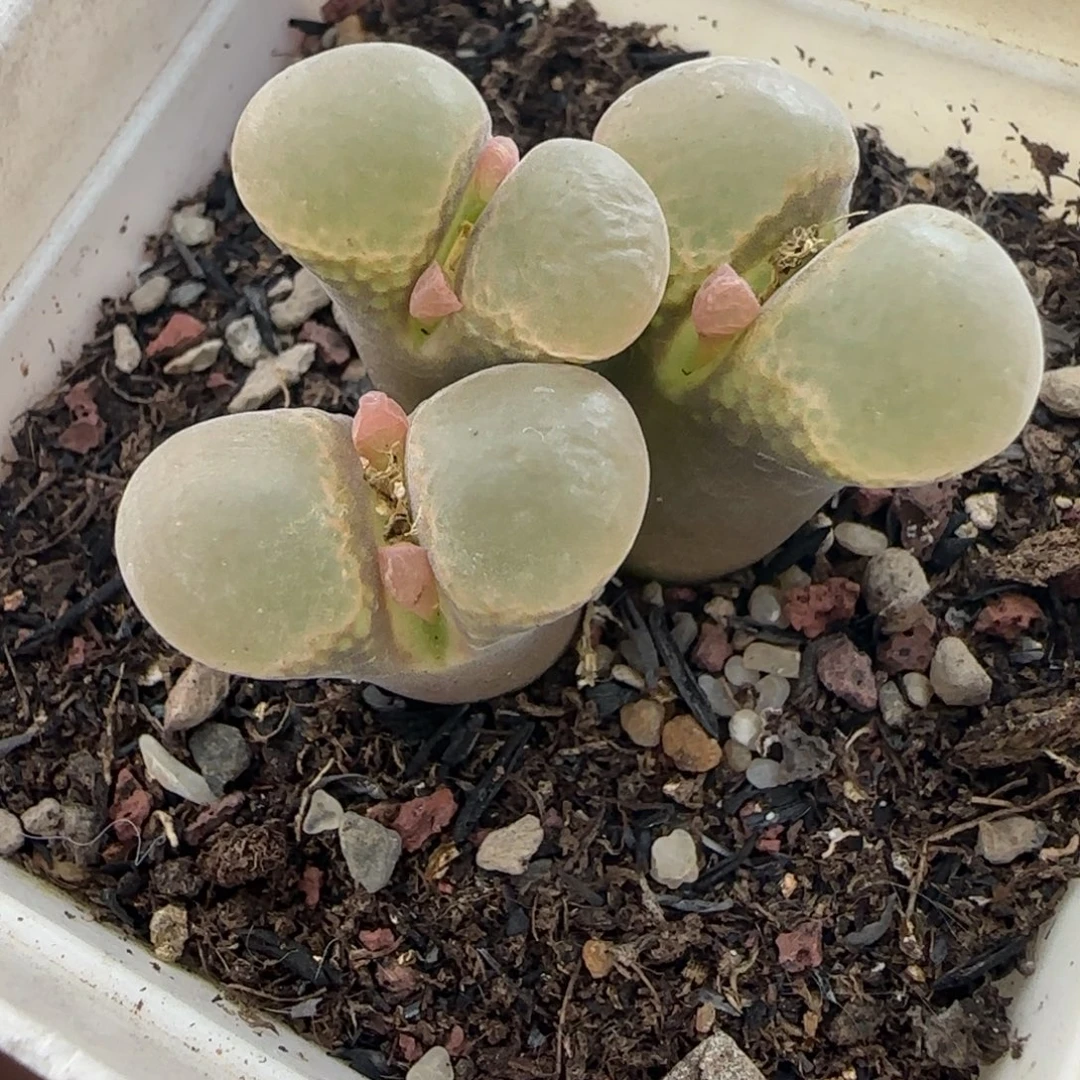 多肉植物外播风铃母本67号