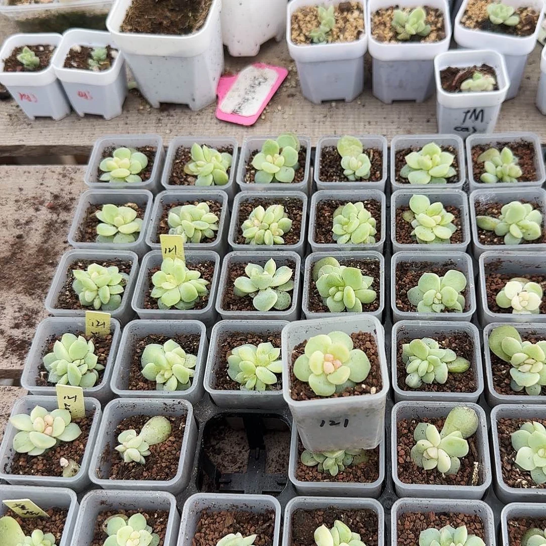 莞****?121 状态盆一个满25包邮