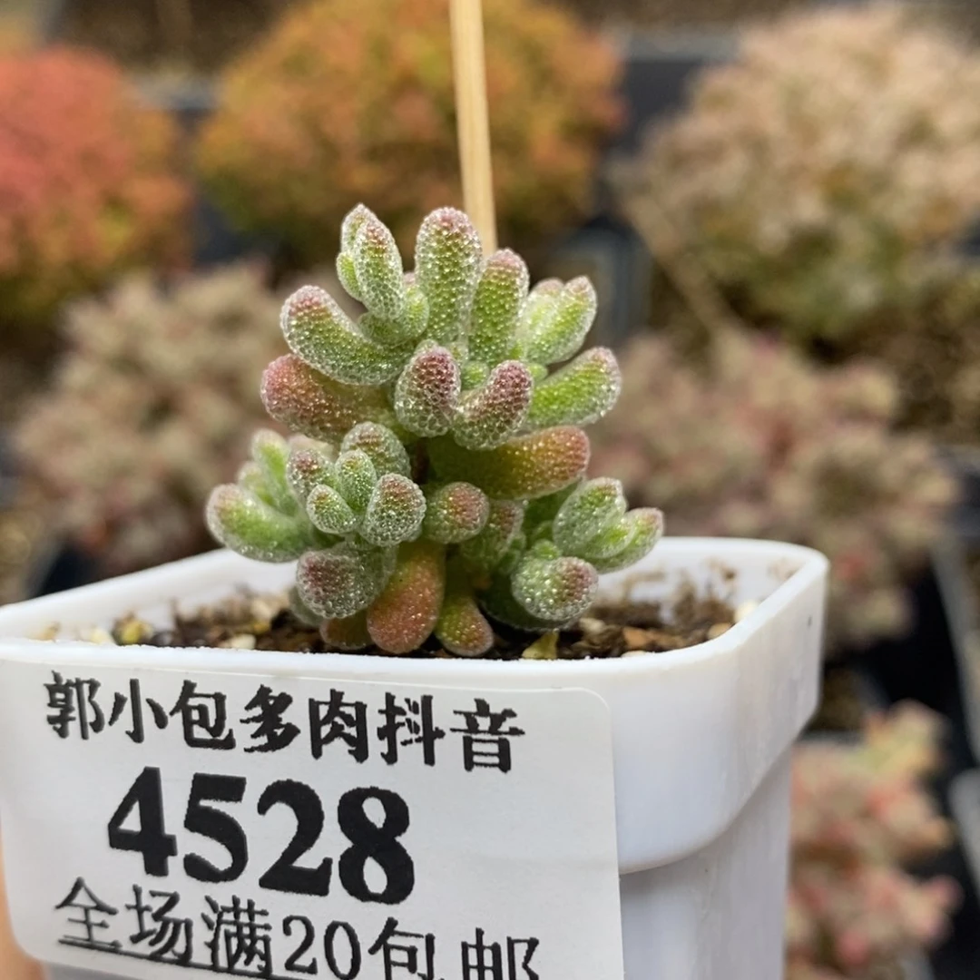 九***九优选冰晶4528年后发货