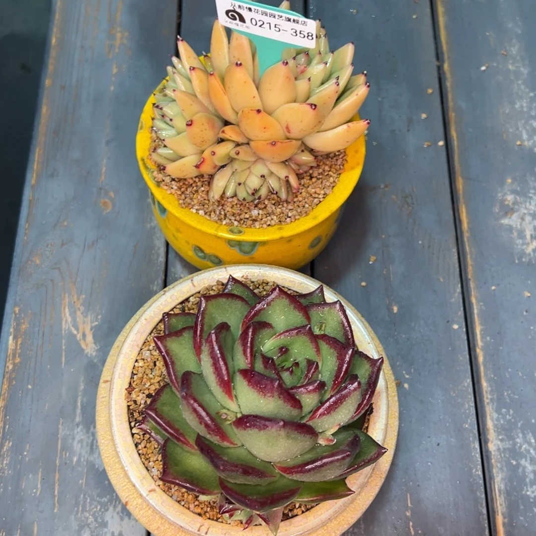 阿*从前慢多肉精选编号0215.358两个