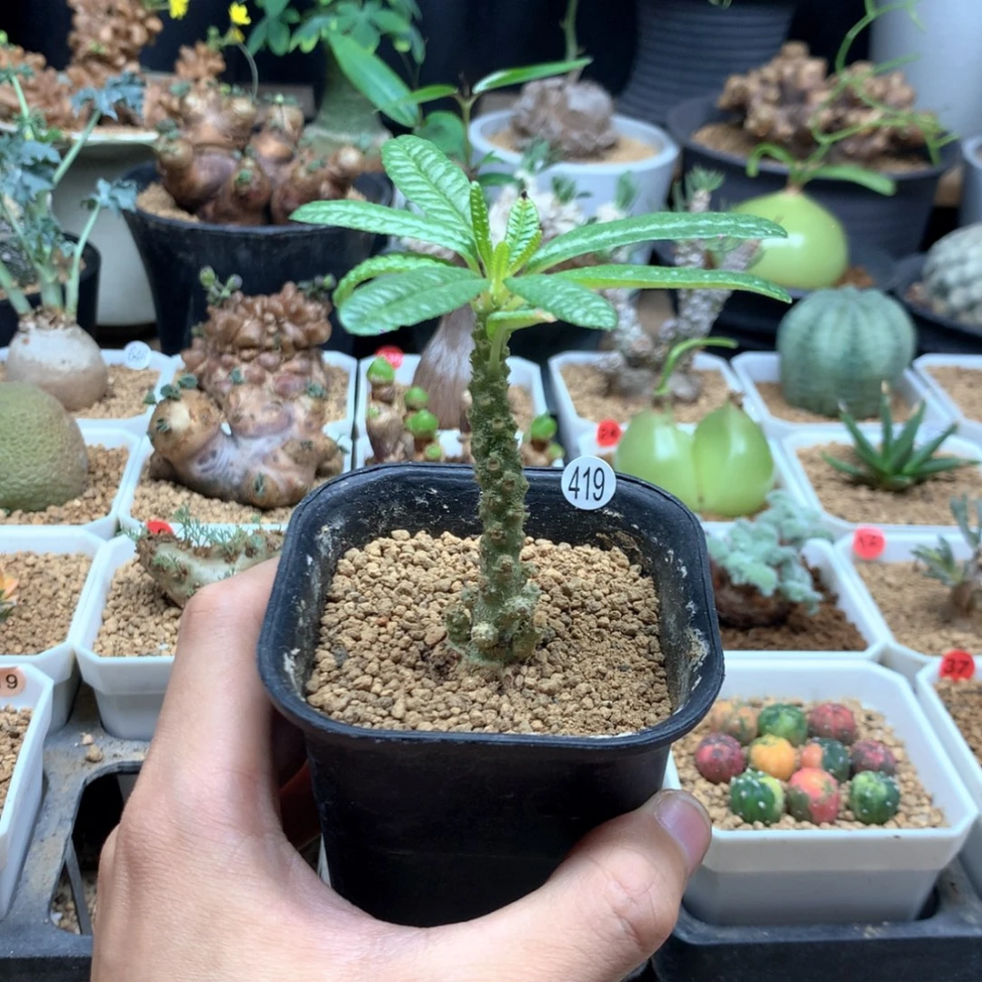 泡泡叶巨琉桑带盆