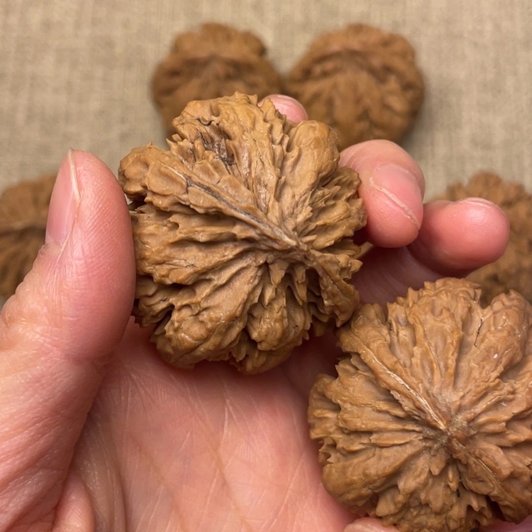 风***地核桃秦岭核桃45号