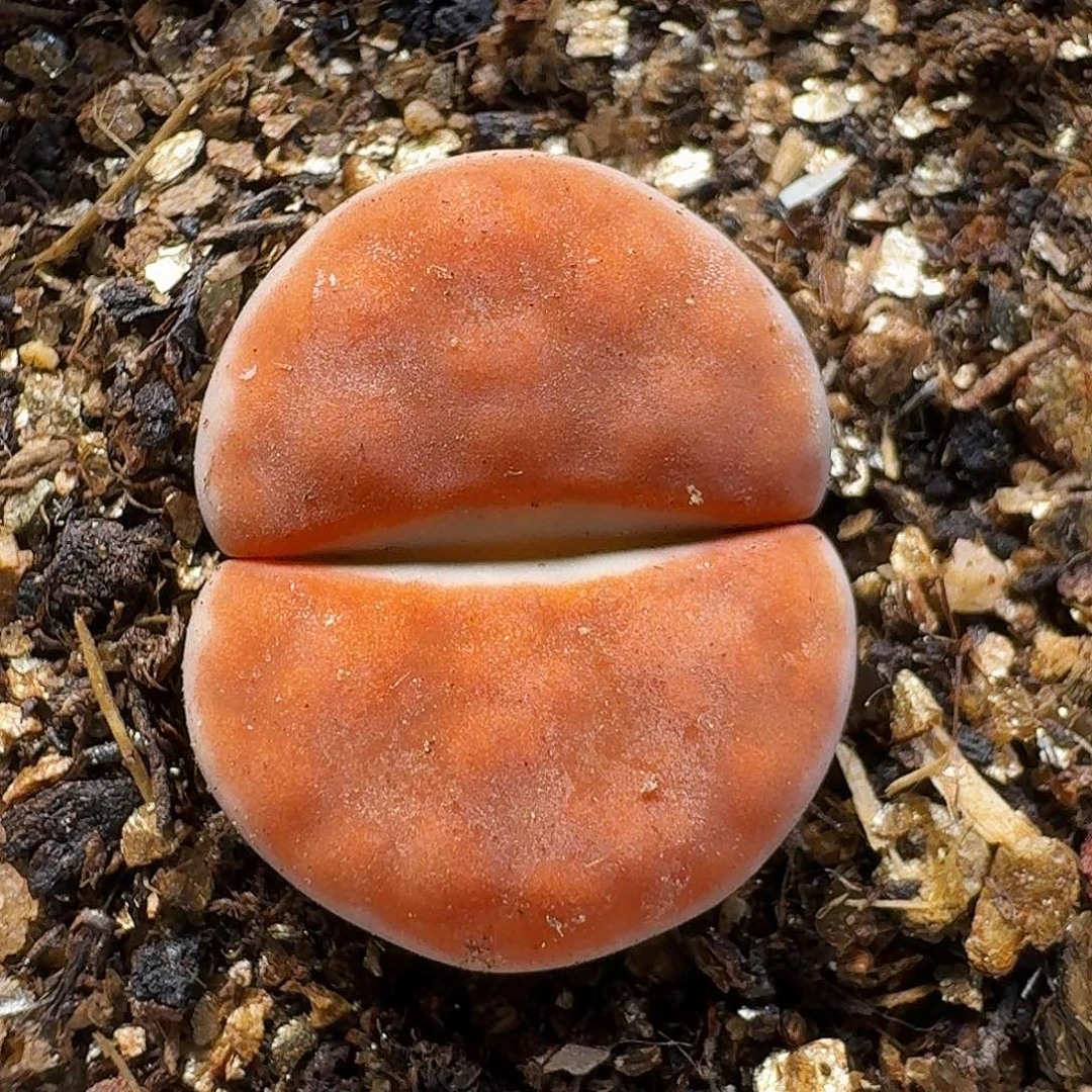生石花111111。  223