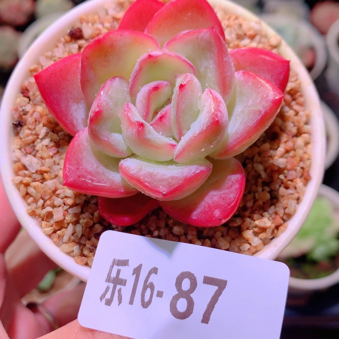 乐然16-87 草莓泡芙