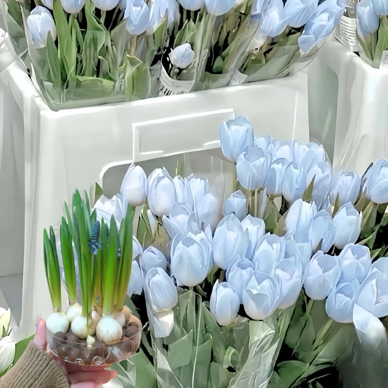 花种子郁金香种球庭院进口室内五度球可水培土养易养花园花卉阳台