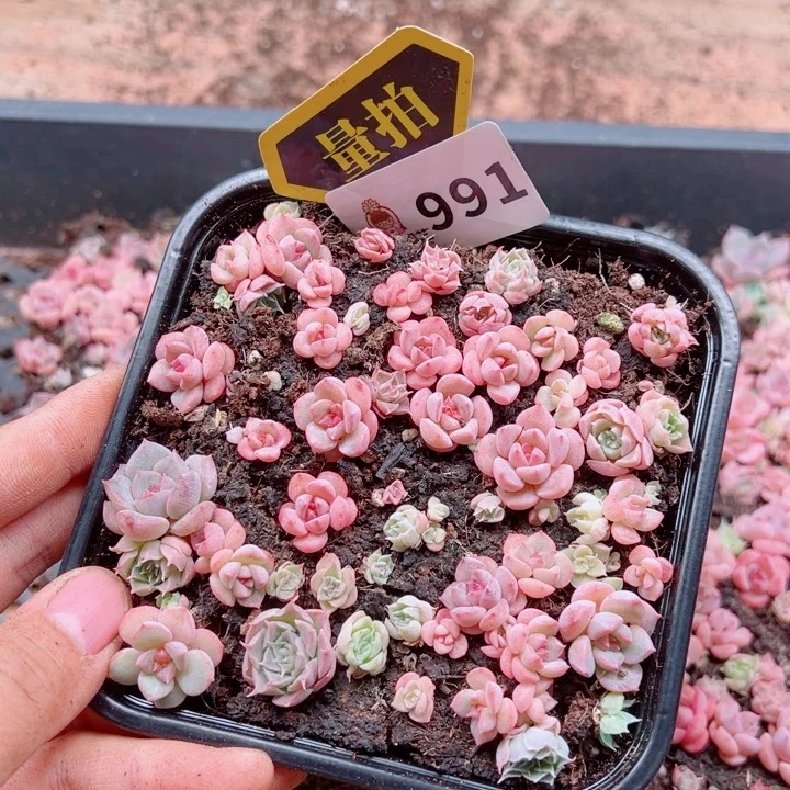 多肉植物多肉植物