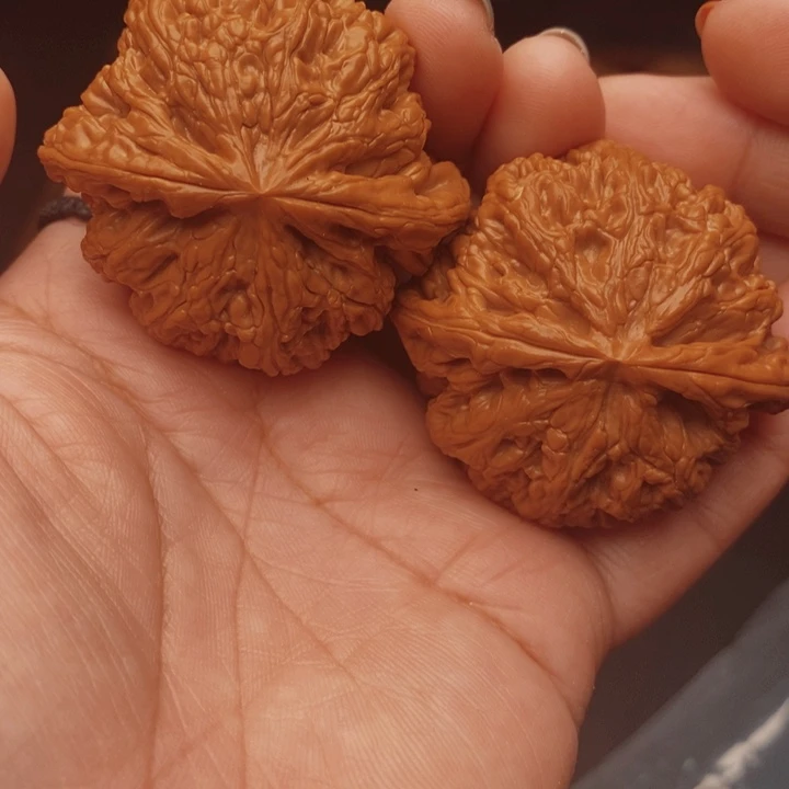 核桃大粗筋48尺核桃