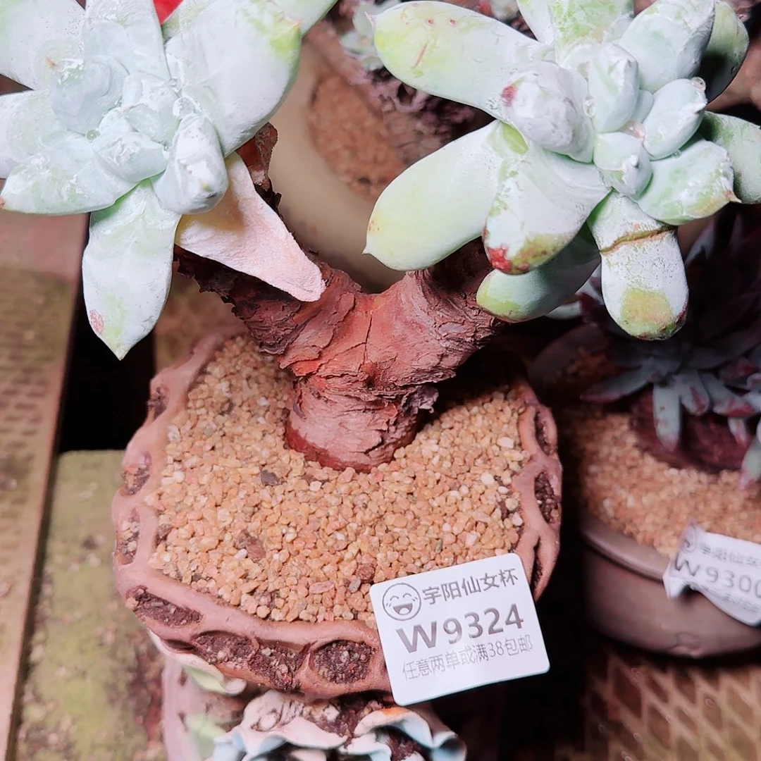 9324拇指仙女杯多肉