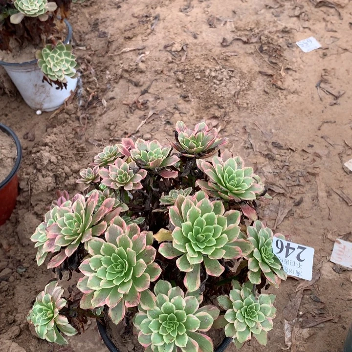 246朝霞绣球2号棚