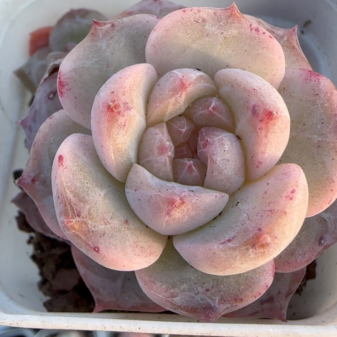 小卡拉米糖心一物一拍