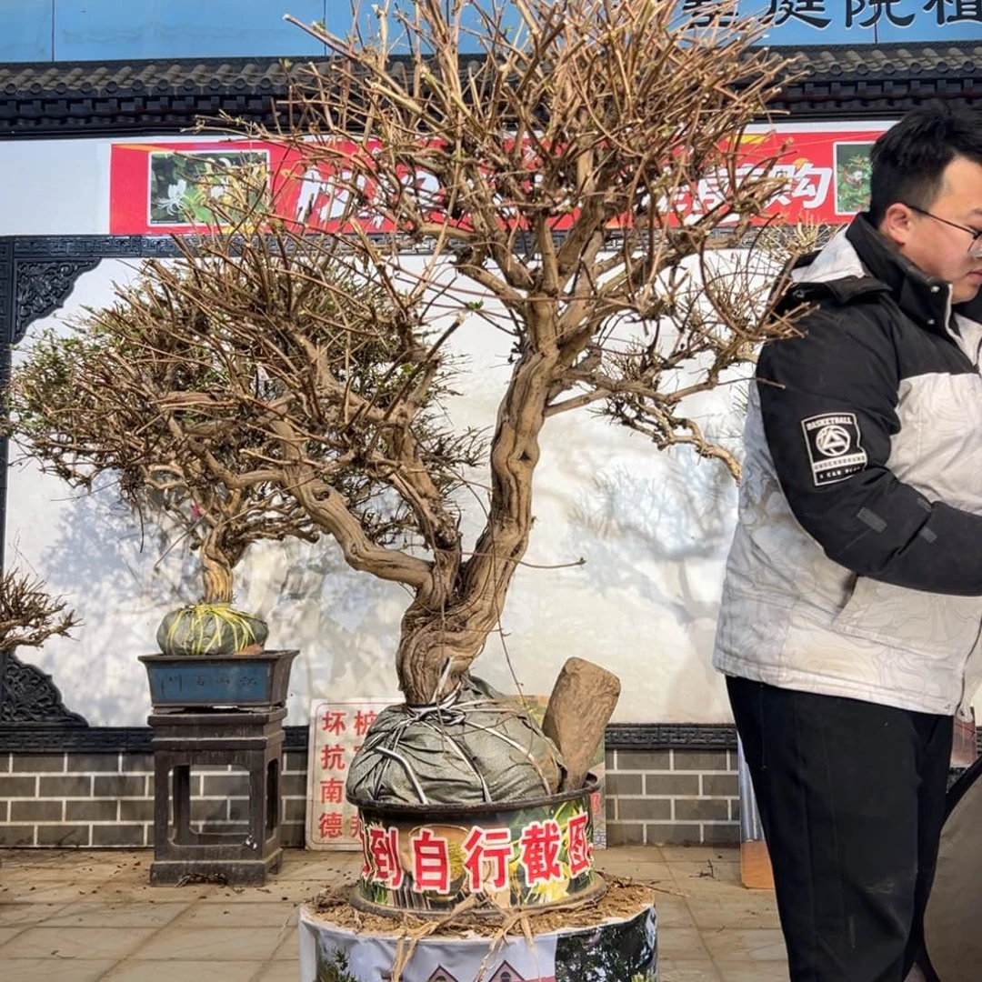 无花朵金银花5885555555885