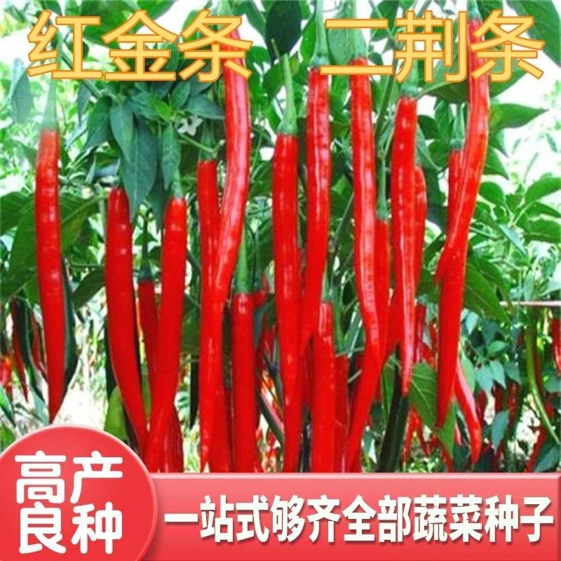 二金条辣椒种子大金条长线椒二荆条香辣四川海椒川辣妹种菜