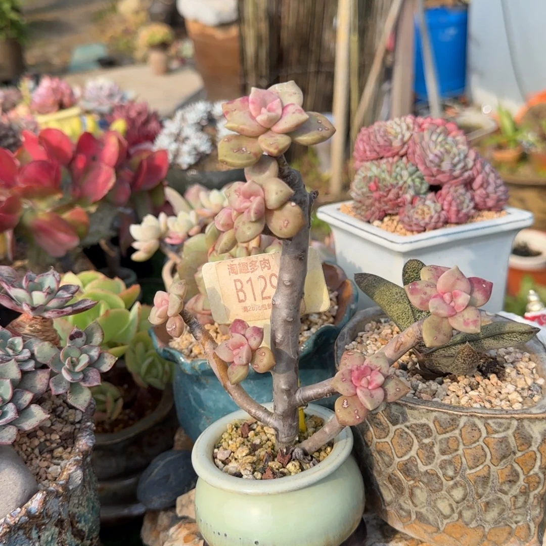 不***～多肉植物鹅肝，带棚不带土