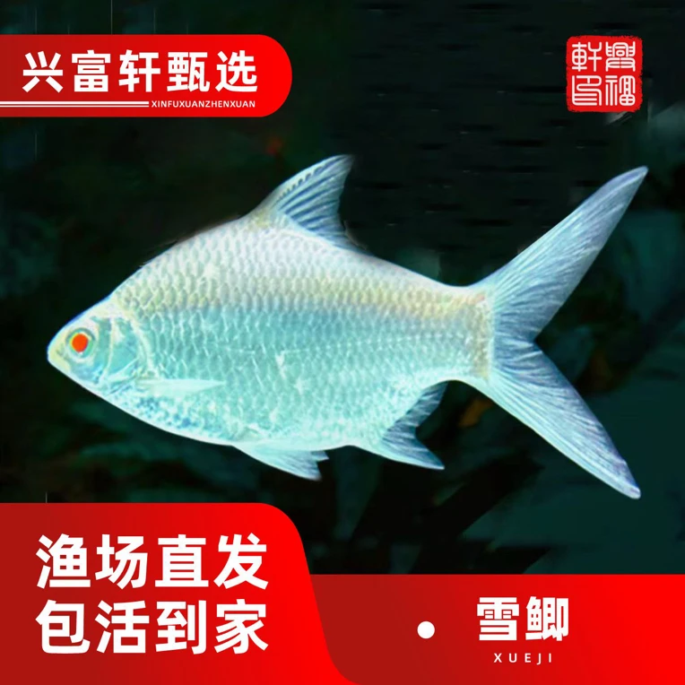 兴富轩臻选 雪鲫泰国鲫龙虎高端配鱼白子短身红眼雪鲫淡水观赏鱼
