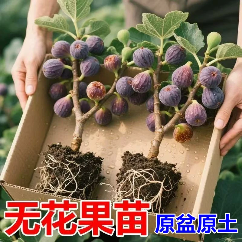 带果无花果树果苗盆栽特大果南方北方波姬红芭劳奈青皮无花果苗树
