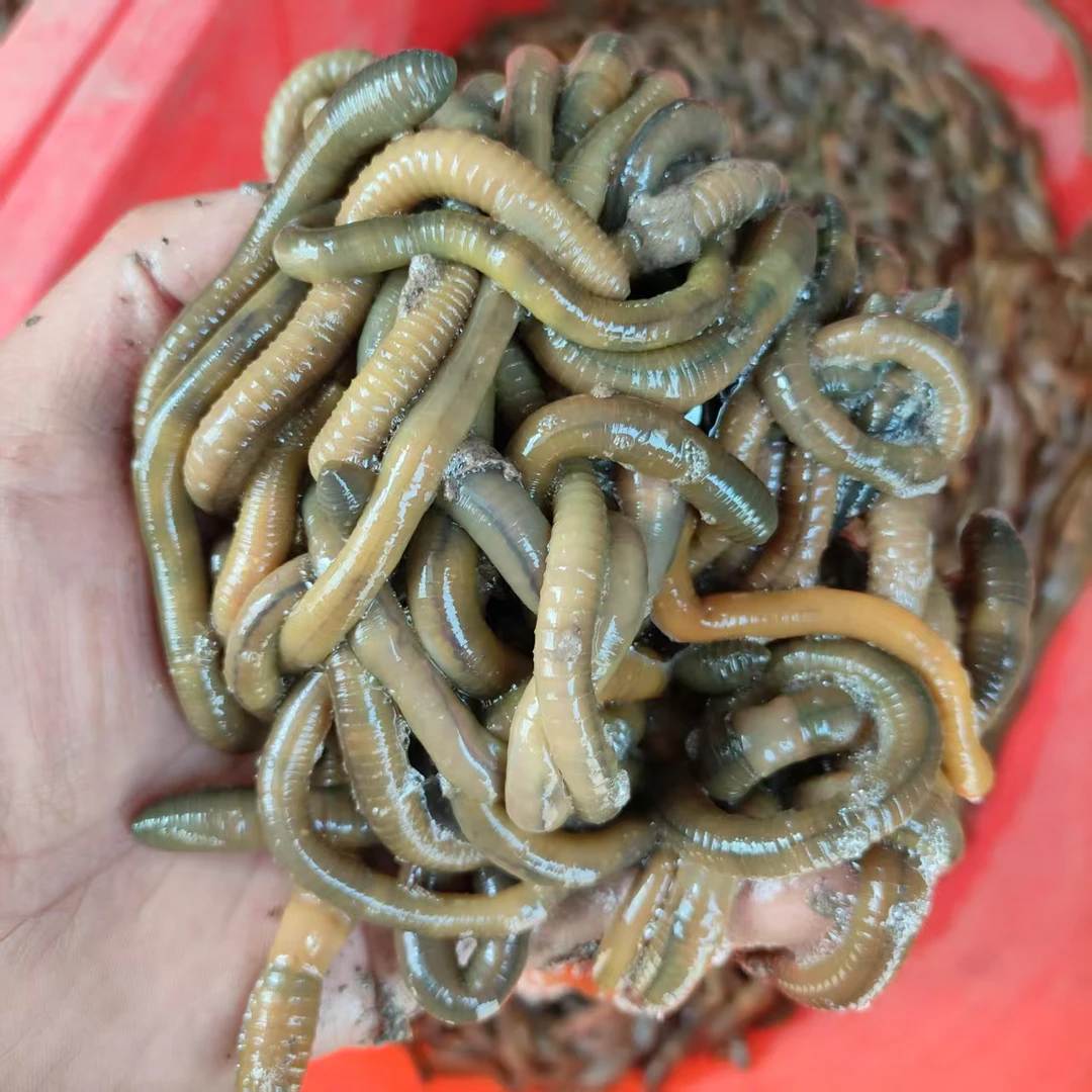 青鲜活特大特黑钓鱼鱼饵垂钓钓黄鳝蚯蚓活饵包邮
