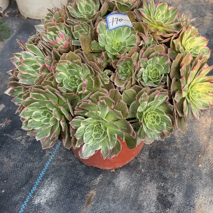 170海王多肉植物法师