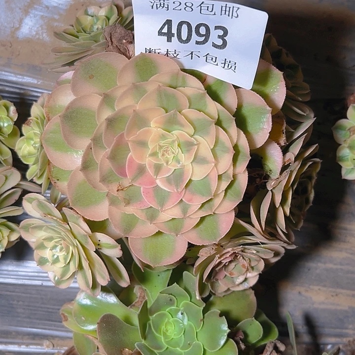 4093荔枝多肉植物