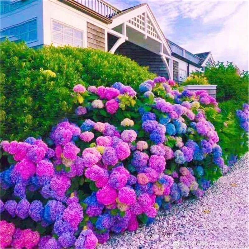 【绣球花种子】四季播种多年生庭院阳台盆栽地栽植物鲜花种大花