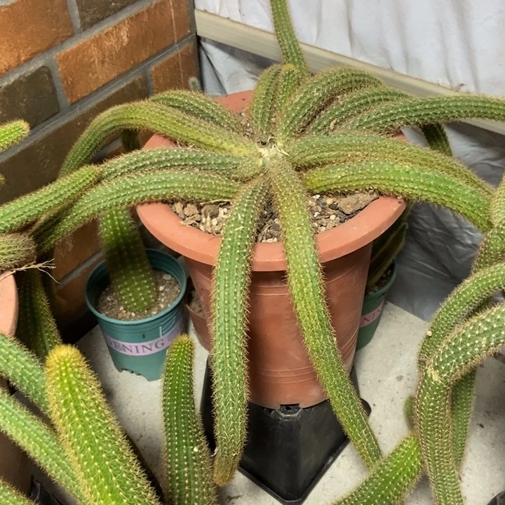 凡***子仙人球橙仙子一物一拍