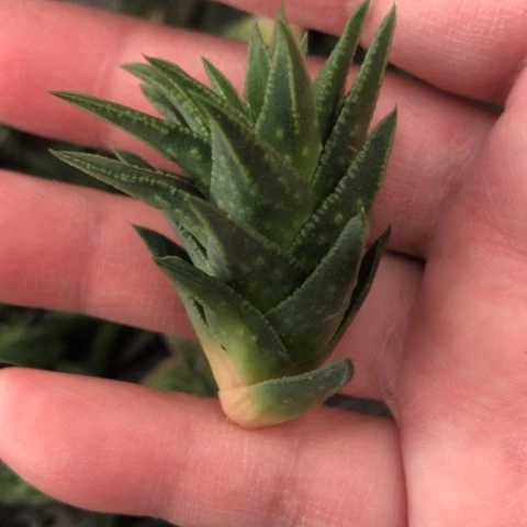 松挲掌侧牙无根哈哈哈哈哈