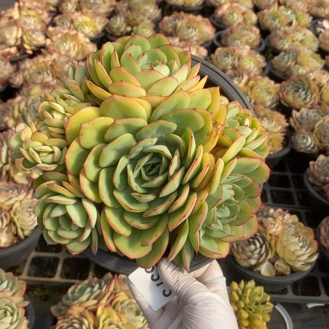 5373牡丹亭缀一物一拍