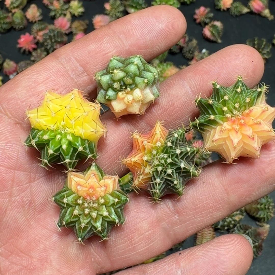 菌***体米哈实生自然锦泰国进口23