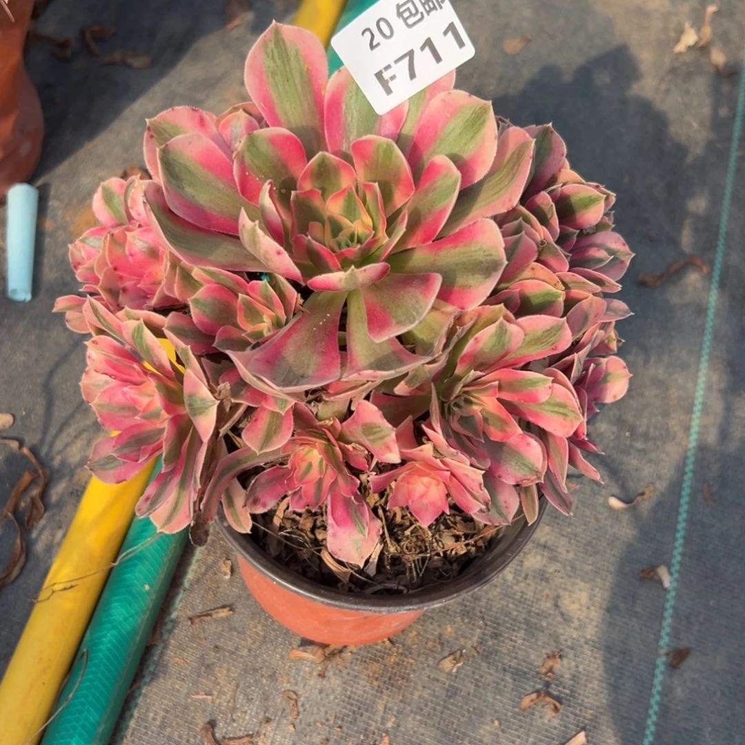 711女巫，满20包邮