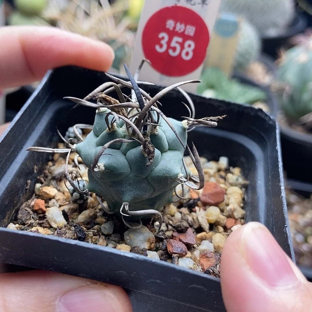 实生狂刺娇丽一颗仙人球