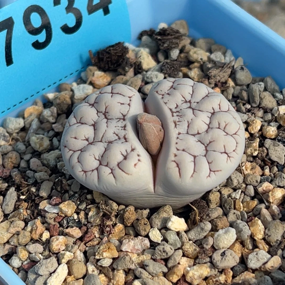 7934凹凸脑纹189一颗